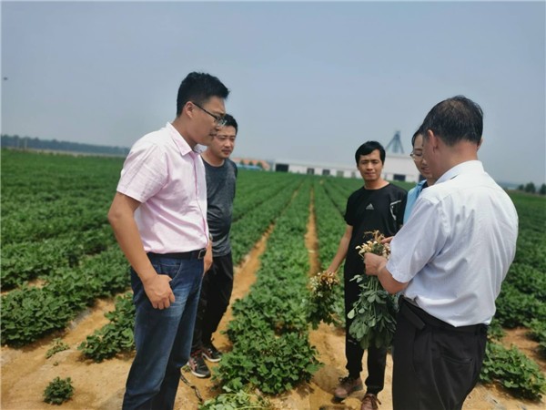 青岛、潍坊两地专家教授走进大良花生育种基地交流田间管理技术