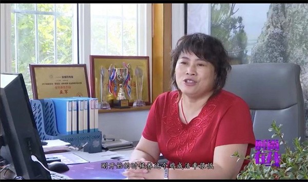  她助“琅琊鸡”起飞---记青岛西海新区山东金华美生态养殖专业合作社刘志美