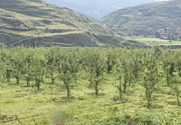 班玛藏雪茶产业走上高质量发展之路